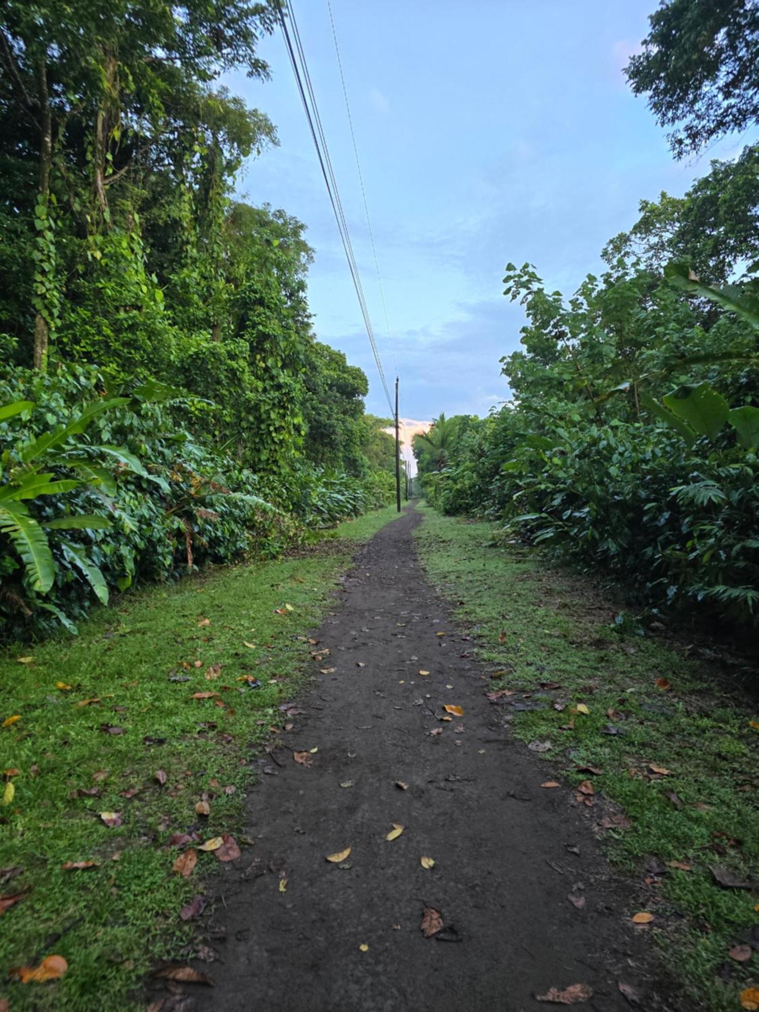 Appartement Casa Kattleya à Tortuguero Extérieur photo